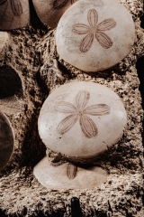 Морские ежи Scutella stellata