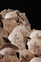 Морские ежи Scutella stellata