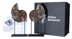 Наутилус Cymatoceras sp.