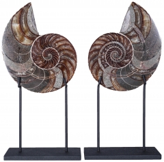 Наутилус Cymatoceras sp.