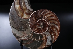 Наутилус Cymatoceras sp.