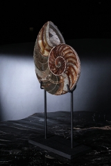 Наутилус Cymatoceras sp.