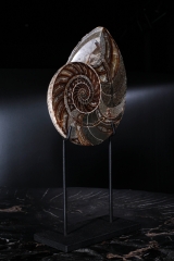 Наутилус Cymatoceras sp.