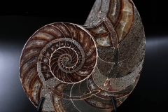 Наутилус Cymatoceras sp.