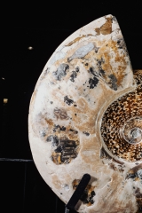 Аммонит Cleoniceras sp.