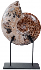 Аммонит Cleoniceras sp.