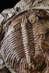 Трилобиты Dikelokephalina sp.