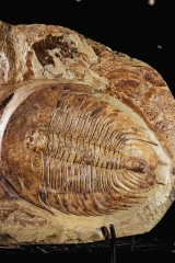 Трилобиты Dikelokephalina sp.