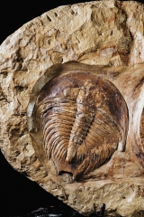 Трилобиты Dikelokephalina sp.