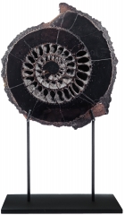 Аммонит Speetoniceras versicolor