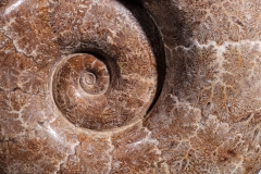 Аммонит Lytoceras sp.