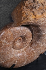 Аммонит Lytoceras sp.