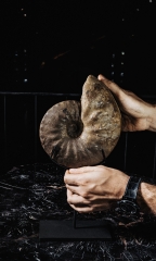 Аммонит Discoceratites wheyeri