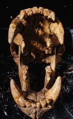 Череп пещерного медведя Ursus spelaeus