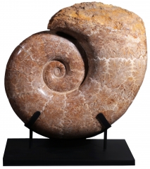 Аммонит Lytoceras sp.