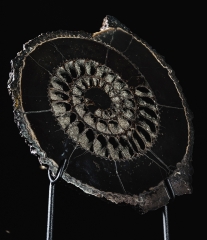 Аммонит Speetoniceras versicolor