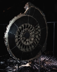 Аммонит Speetoniceras versicolor