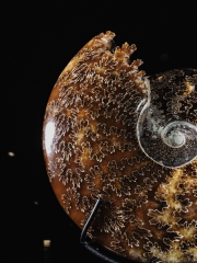 Аммонит Cleoniceras sp.