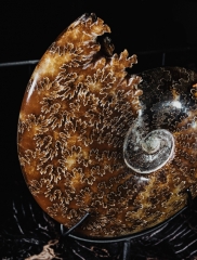 Аммонит Cleoniceras sp.