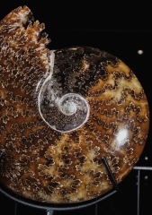 Аммонит Cleoniceras sp.