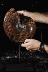 Аммонит Cleoniceras sp.