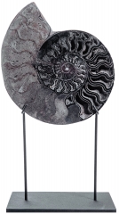 Аммонит Cleoniceras sp.