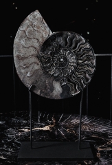 Аммонит Cleoniceras sp.