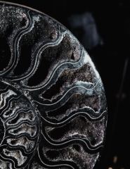 Аммонит Cleoniceras sp.