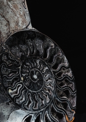 Аммонит Cleoniceras sp.