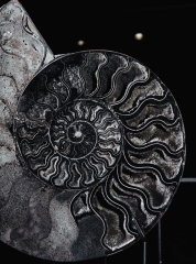 Аммонит Cleoniceras sp.