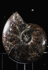 Аммонит Cleoniceras sp.