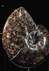 Аммонит Cleoniceras sp.