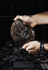 Аммонит Cleoniceras sp.