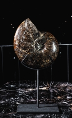 Аммонит Cleoniceras sp.