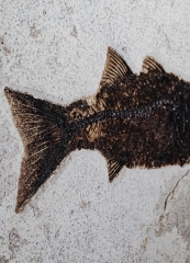 Рыба Diplomystus sp.