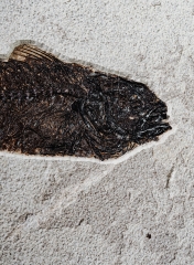 Рыба Diplomystus sp.