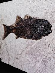 Рыба Diplomystus sp.