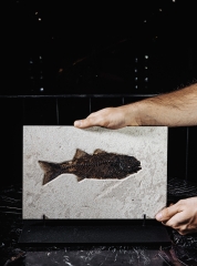 Рыба Diplomystus sp.