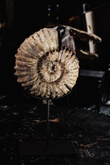 Аммонит Cheloniceras sp.