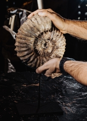 Аммонит Cheloniceras sp.