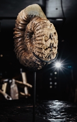 Аммонит Cheloniceras sp.