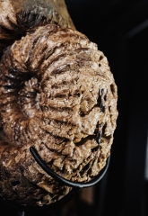 Аммонит Cheloniceras sp.