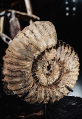 Аммонит Cheloniceras sp.