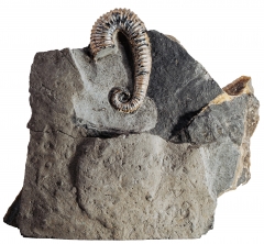 Аммонит Toxoceratoides sp. 