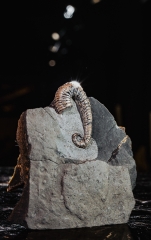 Аммонит Toxoceratoides sp. 