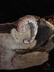 Аммонит Toxoceratoides sp. 