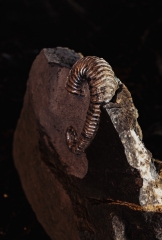 Аммонит Toxoceratoides sp. 