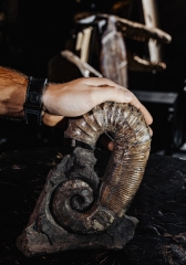 Аммонит Audouliceras sp.