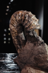 Аммонит Audouliceras sp.