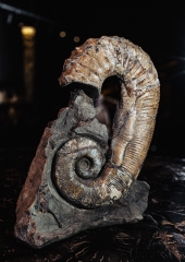 Аммонит Audouliceras sp.